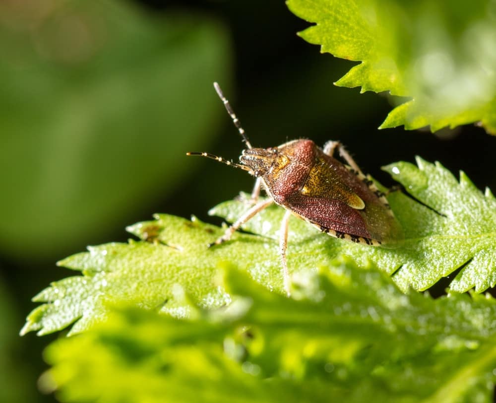 JUIN –  Nuisibles au Potager